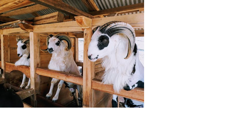 Domba DENTAFARM
